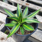 Top down view of young agave plant with yellow, and green stripes and red spines