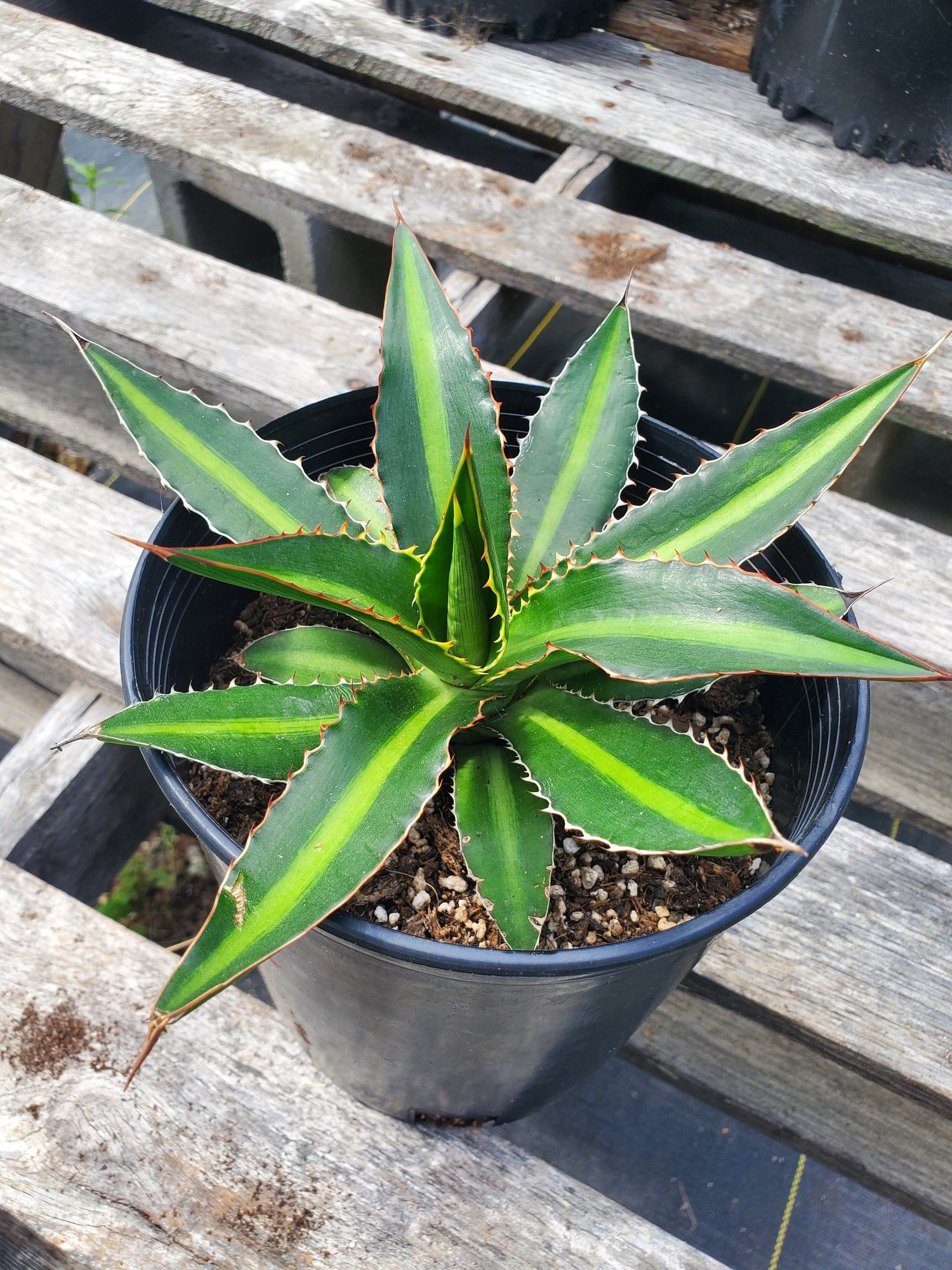 Top down view of young agave plant with yellow, and green stripes and red spines