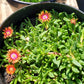 Delosperma --Fire Spinner Ice Plant--