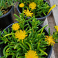 Malephora lutea --Rocky Point Ice Plant--