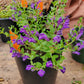 Scutellaria suffrutescens x resinosa --Violet Cloud Skullcap--