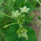 Matelea reticulata --Pearl Milkweed Vine--