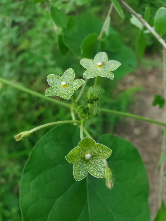 Matelea reticulata --Pearl Milkweed Vine--