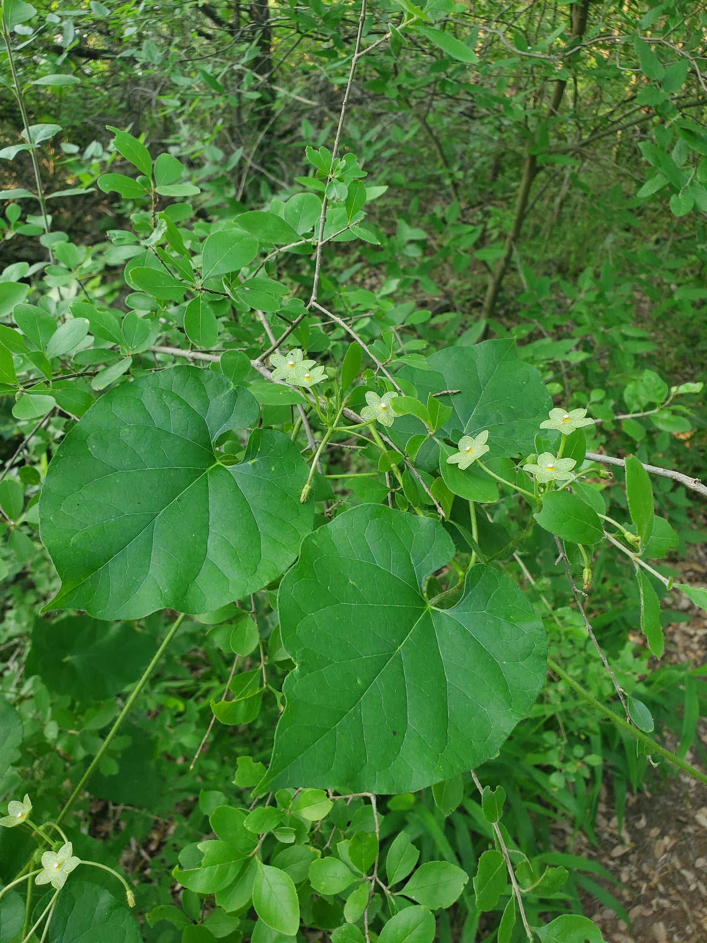 Matelea reticulata --Pearl Milkweed Vine--