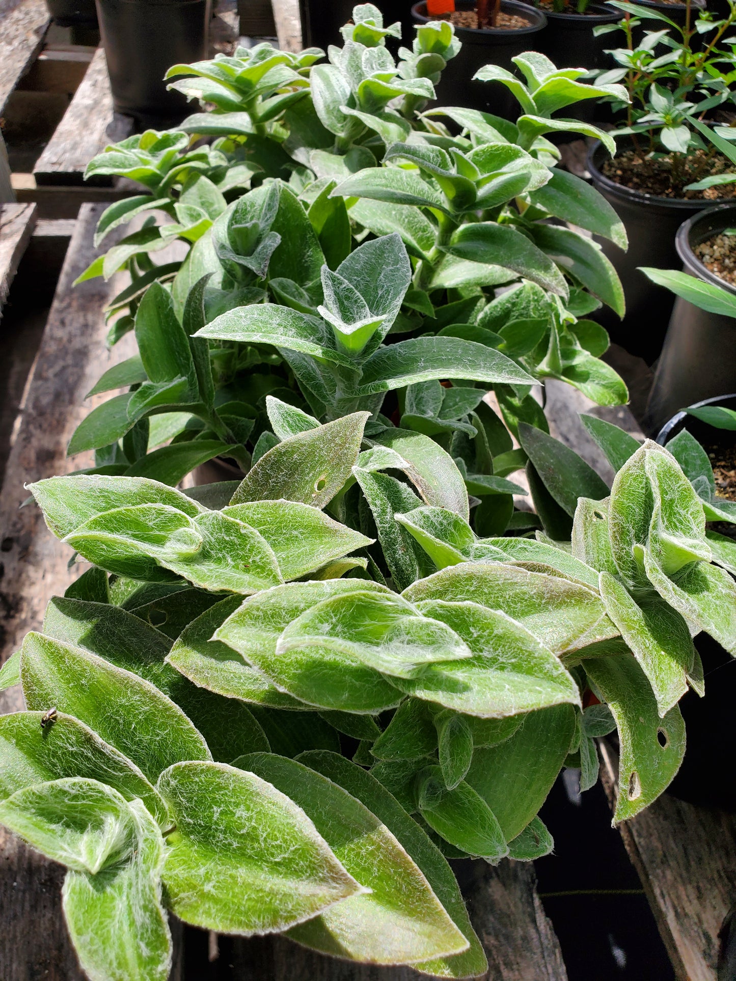 Tradescantia sillamontana --White Velvet Wandering Jay--