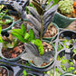 Zamioculcas zamiifolia 'Dowon' --Black ZZ Plant--
