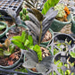 Zamioculcas zamiifolia 'Dowon' --Black ZZ Plant--