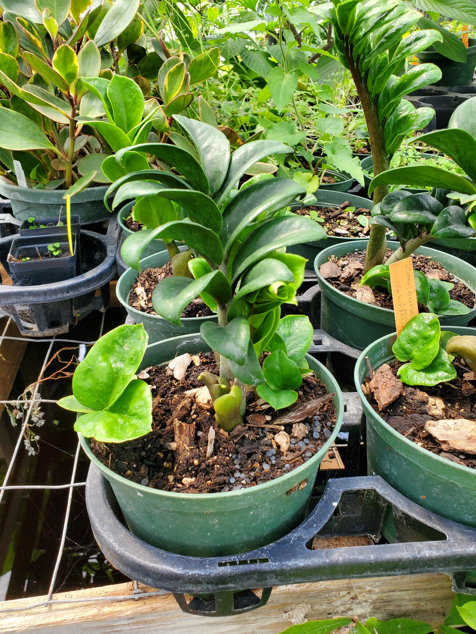 zenzi zz plant for sale Zamioculcas zamiifolia 'Zenzi' --Dwarf ZZ Plant--