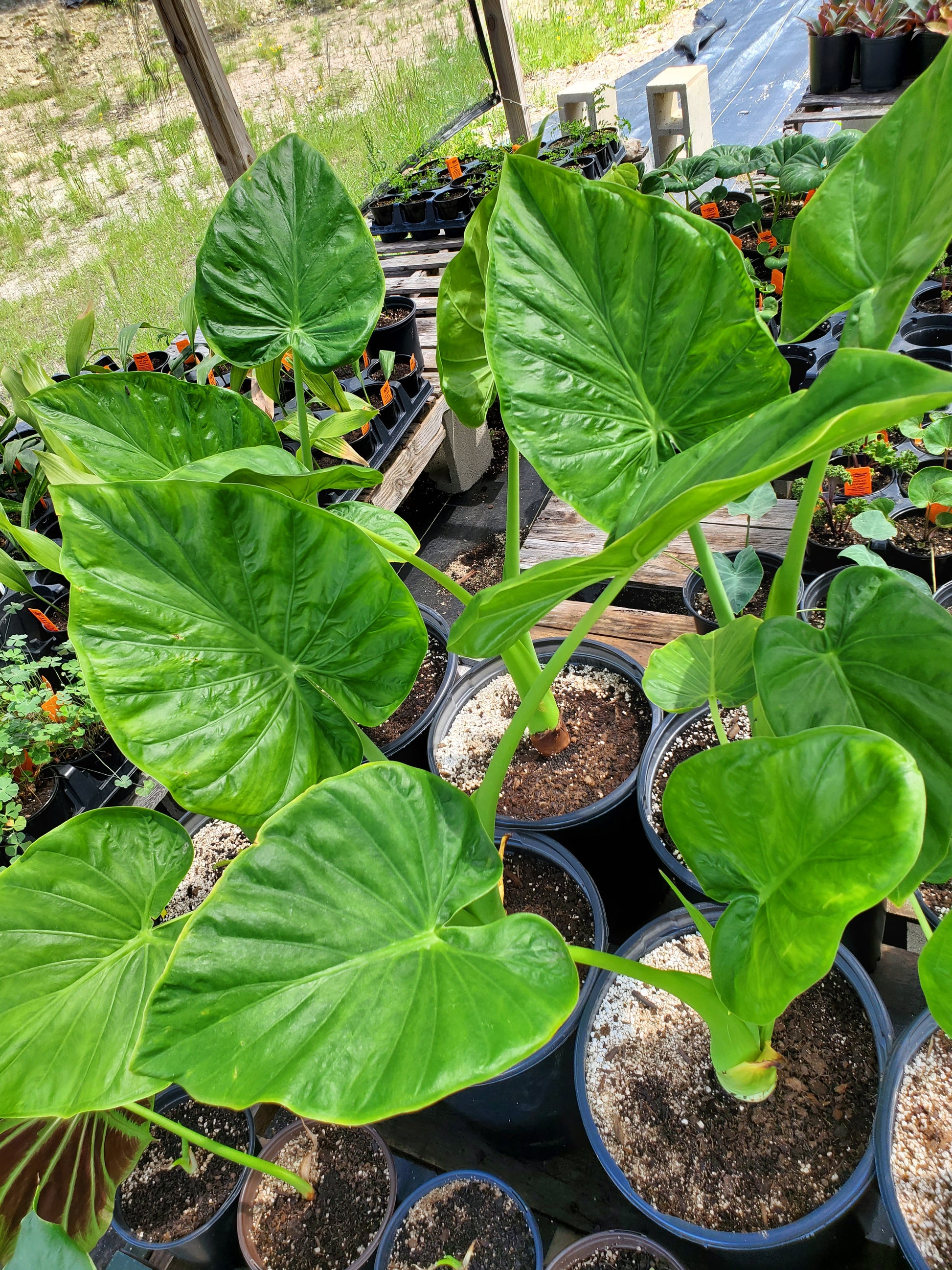 upright elephant ear plants Alocasia x. --Architexture Upright Elephant Ear--