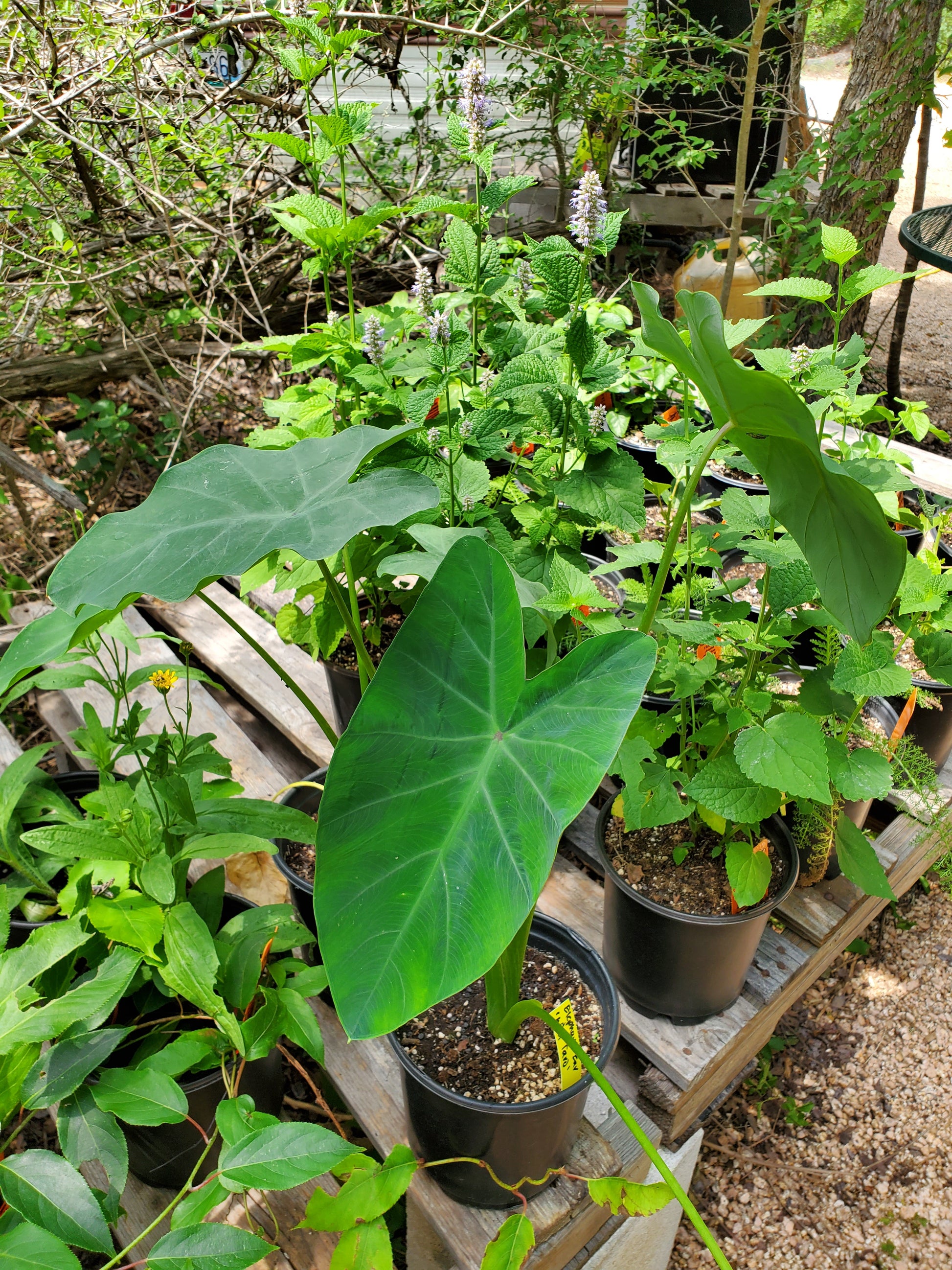 elephant ear plant care texas Colocasia esculenta --Wild Taro Elephant Ear--
