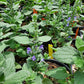 Scutellaria ovata --Heartleaf Skullcap--