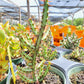 Euphorbia aeruginosa 'Minor' --Miniature Saguaro--