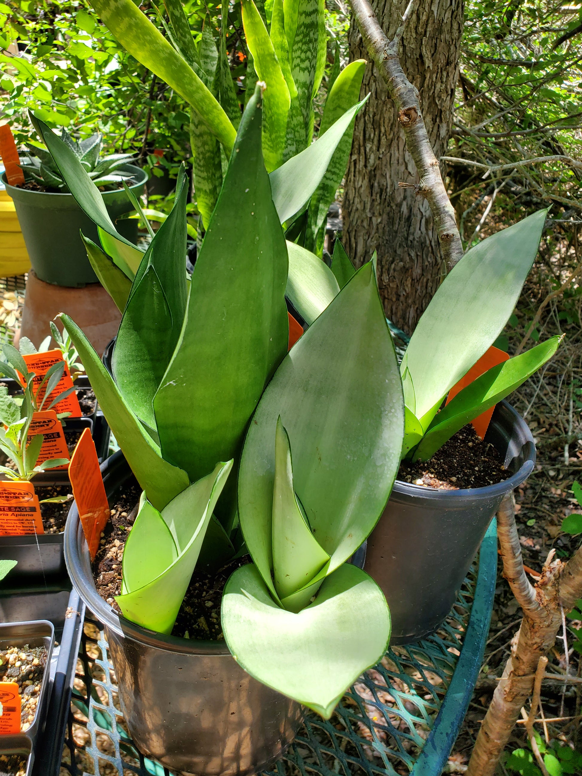 sansevieria tree Sansevieria trifasciata --Moonshine Snake Plant--