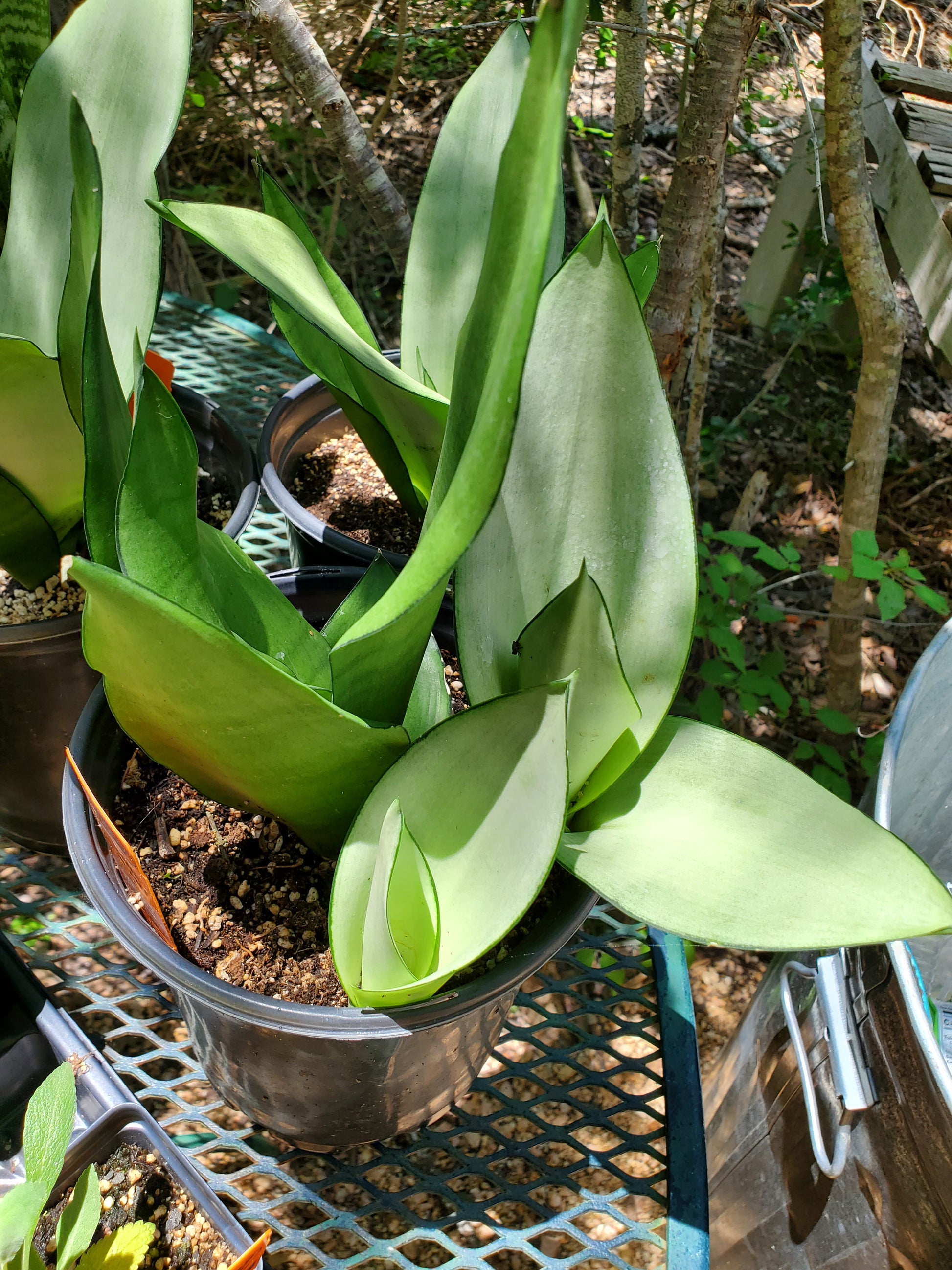 moonshine snake plants Sansevieria trifasciata --Moonshine Snake Plant--