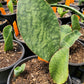 Sansevieria masoniana --Whale Fin Snake Plant--