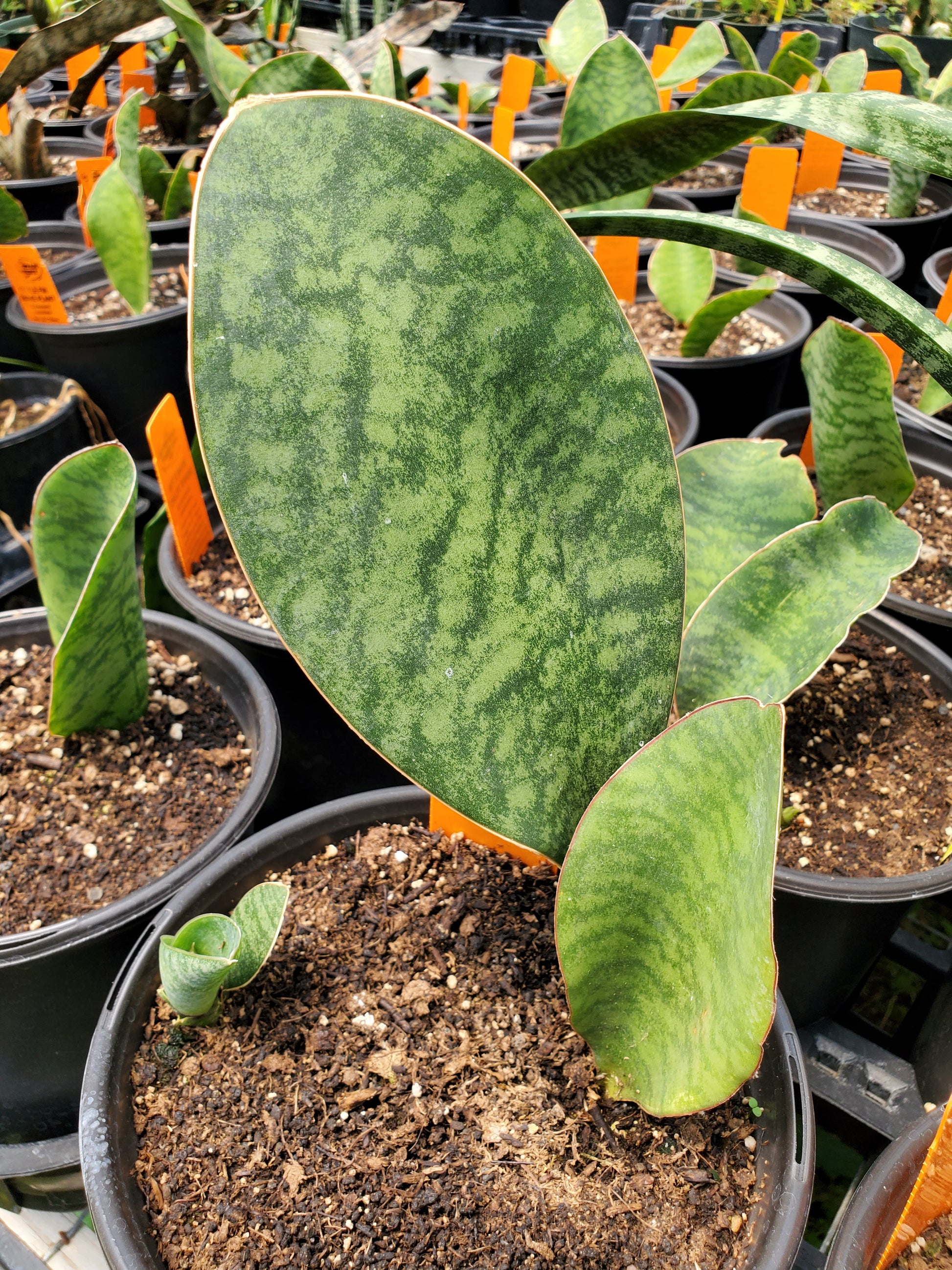 whale fin succulent Sansevieria masoniana --Whale Fin Snake Plant--