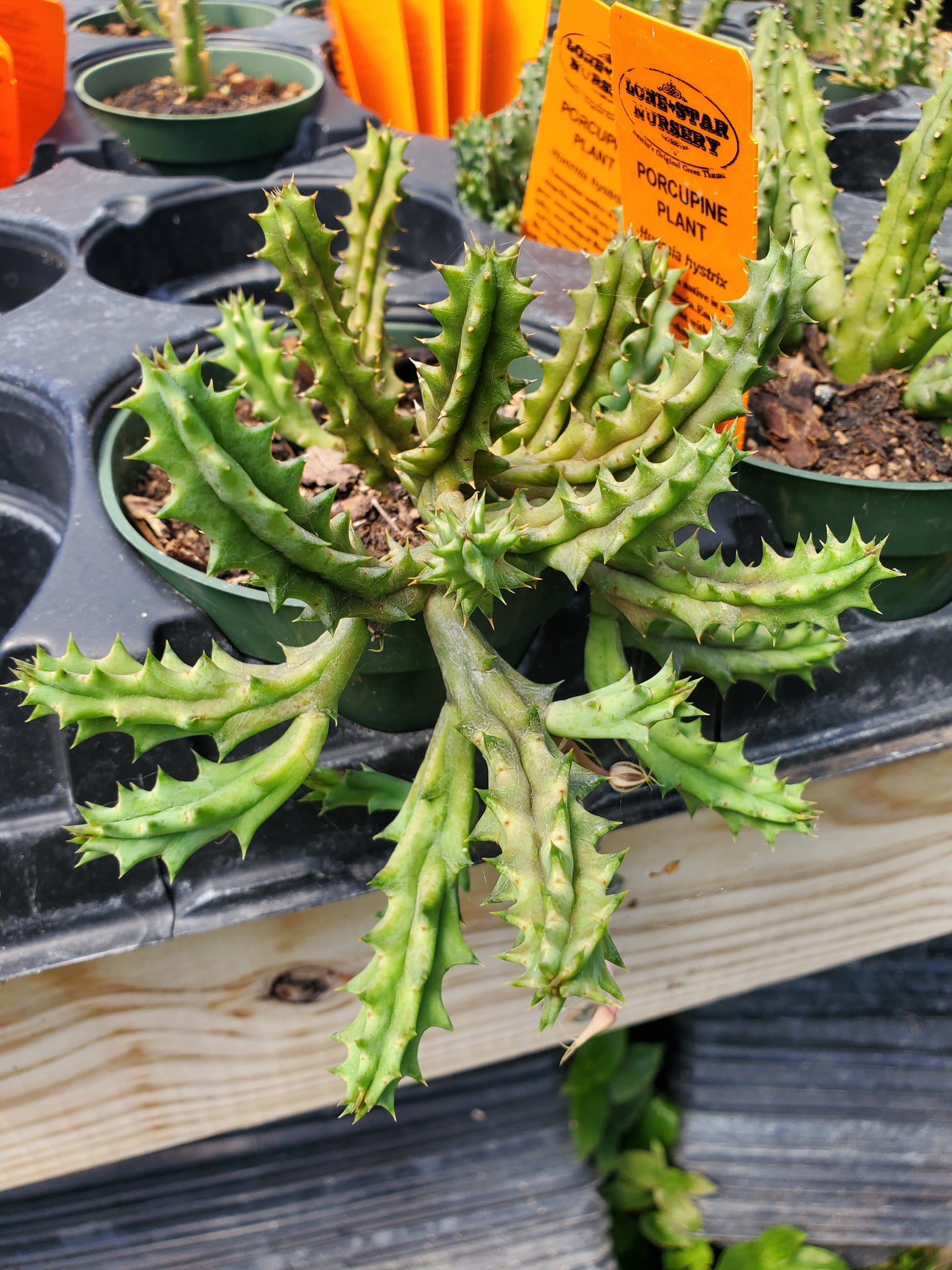 porcupine succulent Huernia hystrix --Porcupine Huernia--