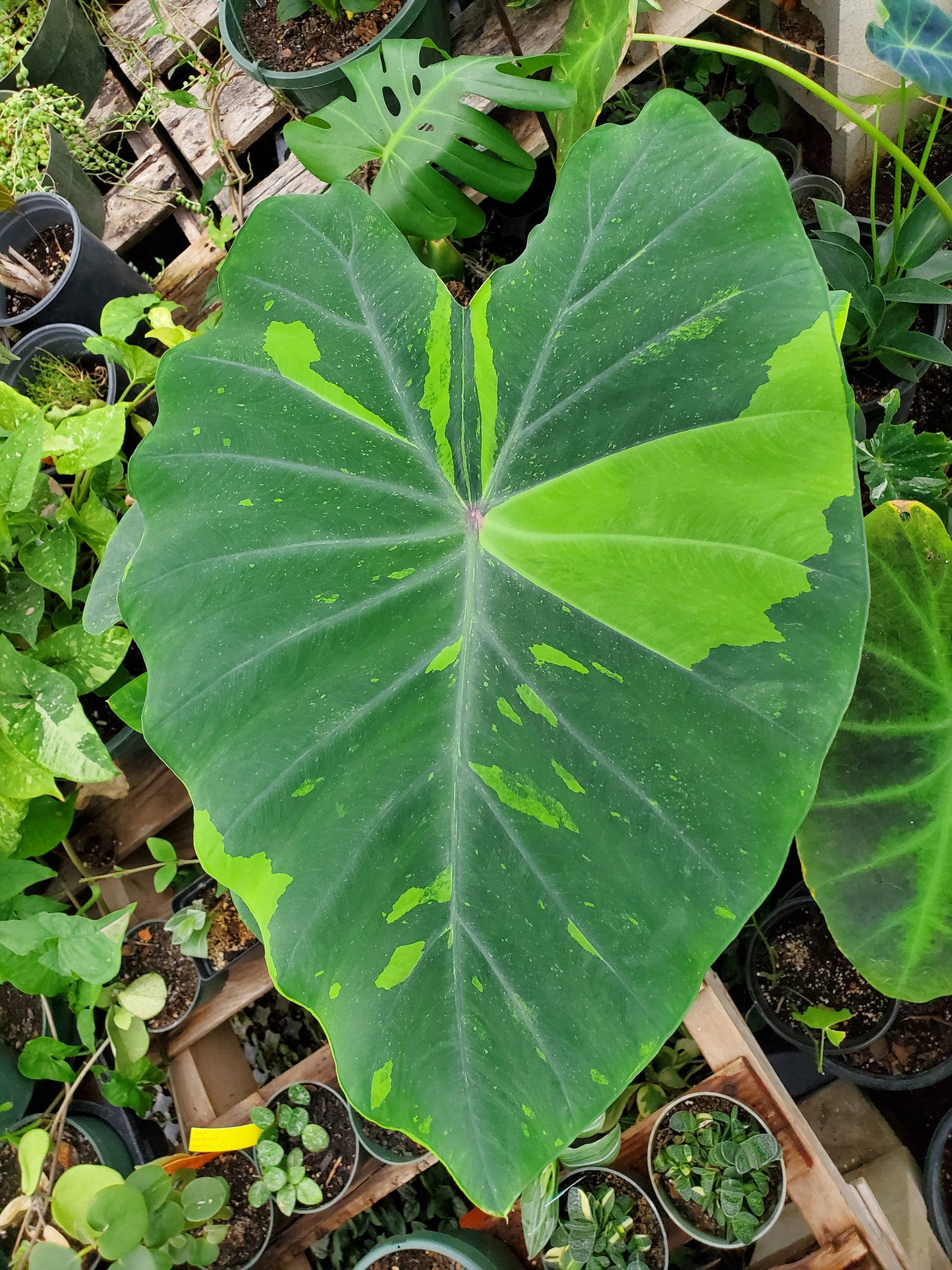 lime elephant ear plant Colocasia esculenta --Lemon-Lime Gecko Elephant Ear--