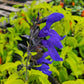 Salvia guaranitica --Black and Blue Sage--