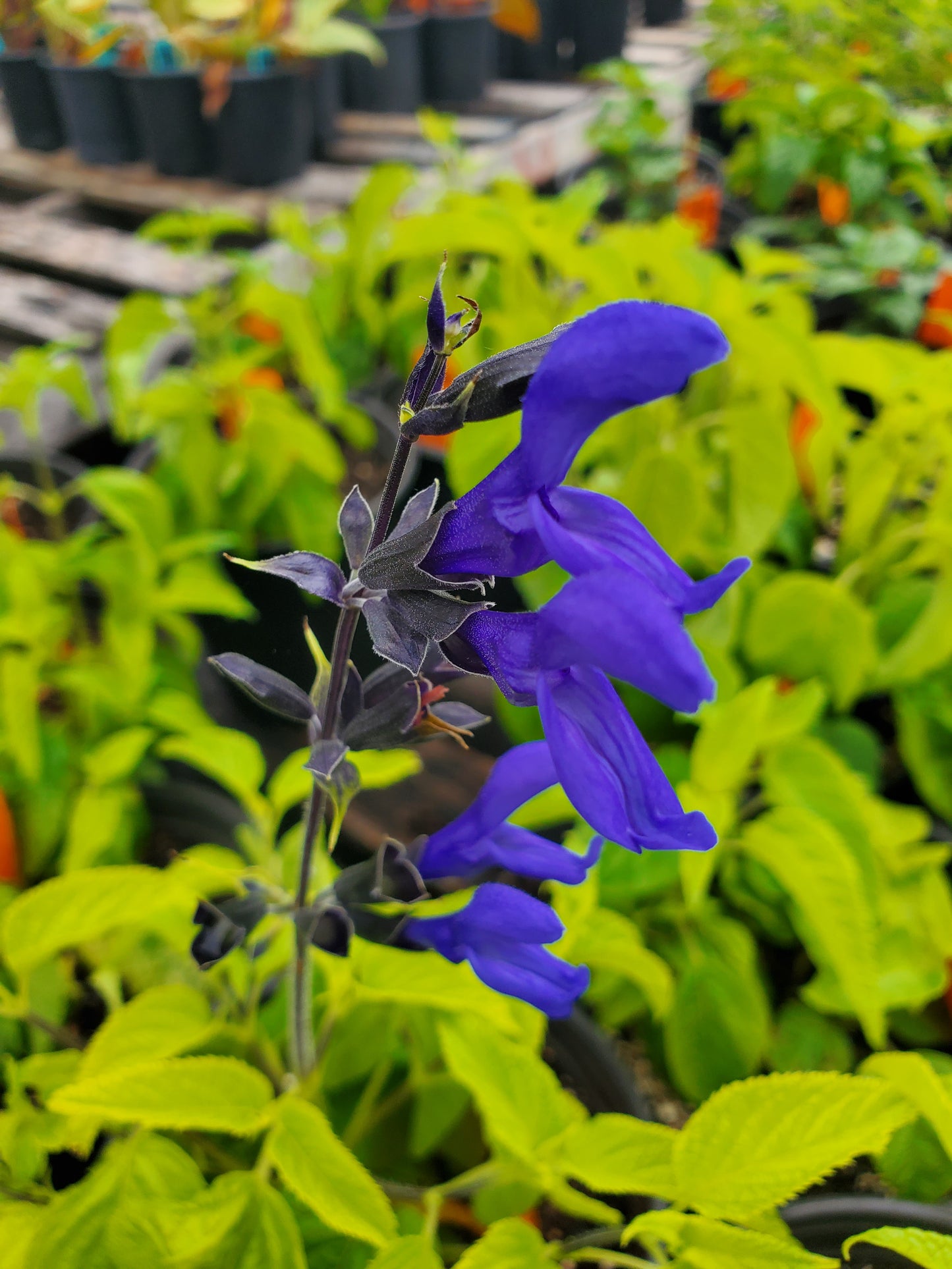 Salvia guaranitica --Black and Blue Sage--
