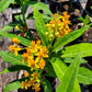 Asclepias curassavica --Silky Gold Milkweed--
