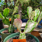 Opuntia monacantha 'Variegata' --Joseph's Coat Cactus--