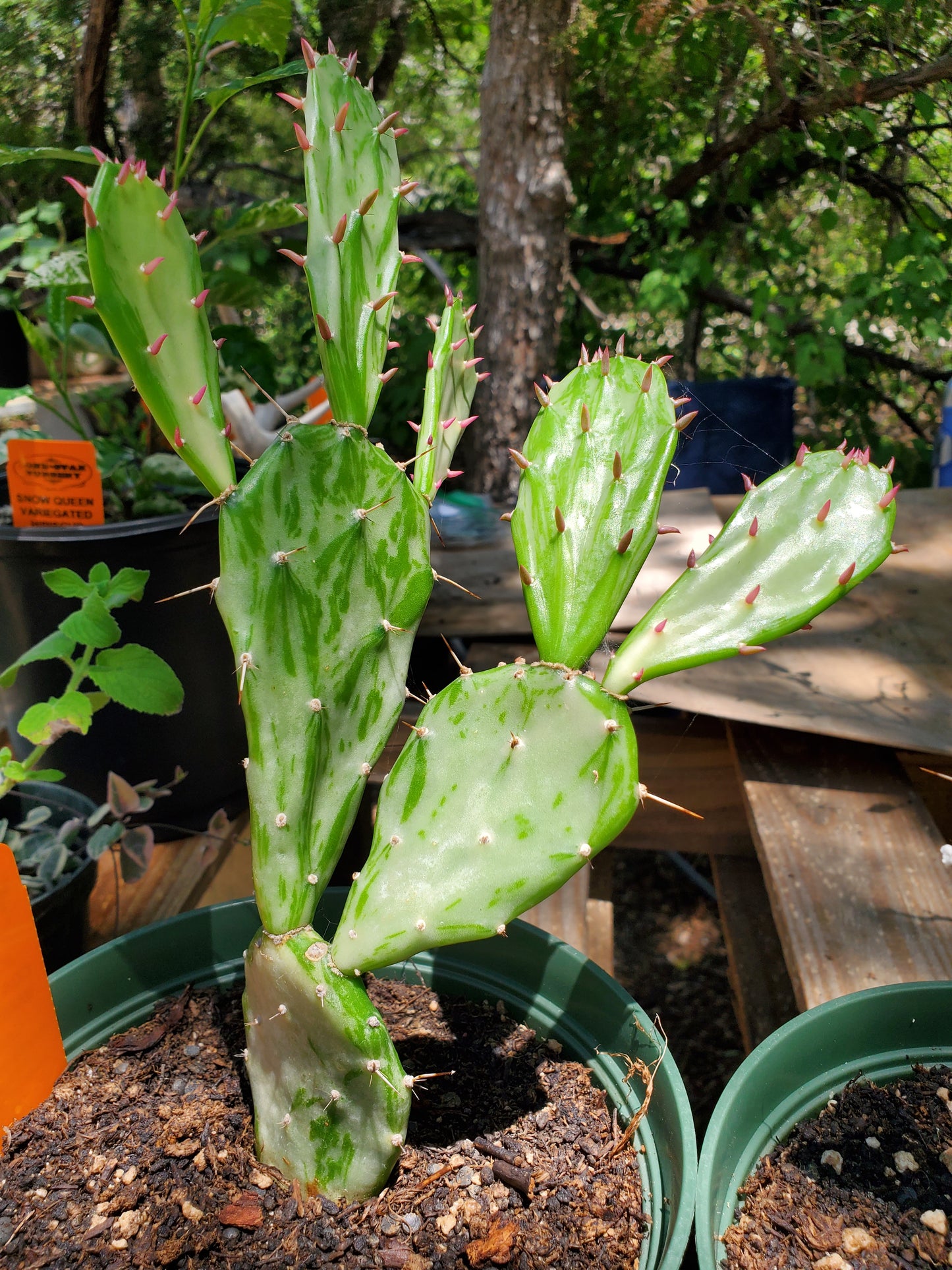Opuntia monacantha 'Variegata' --Joseph's Coat Cactus--