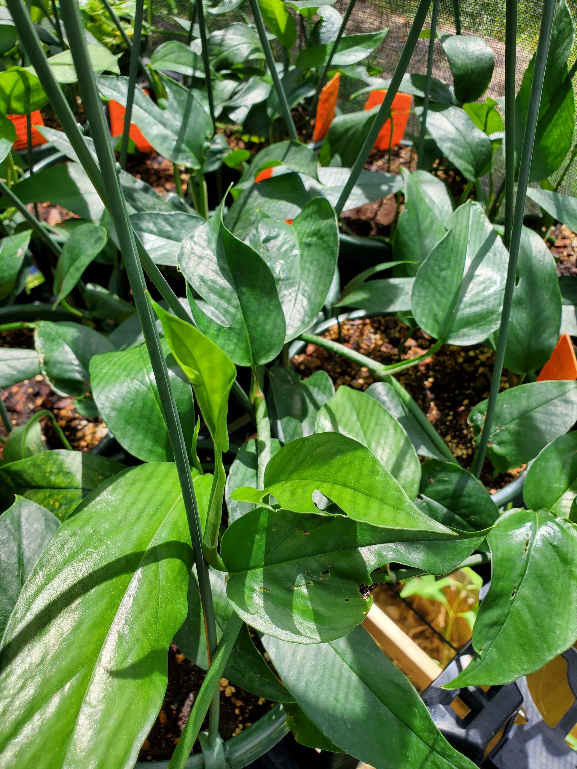 baltic blue pothos mature Epipremnum pinnatum --Baltic Blue Pothos--