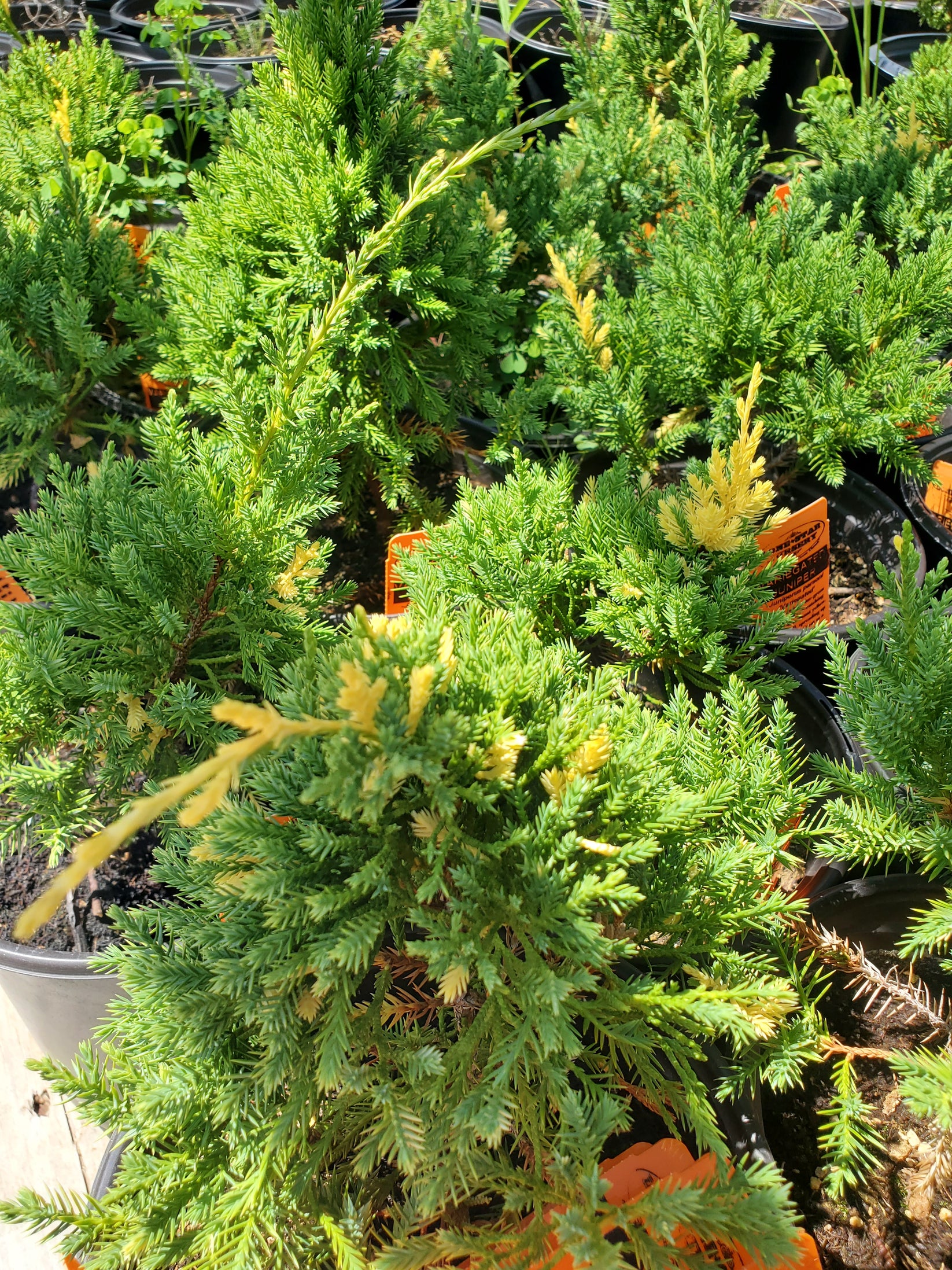 Juniper parsoni --Variegated Juniper-- - Nursery Delivery – Lone Star ...