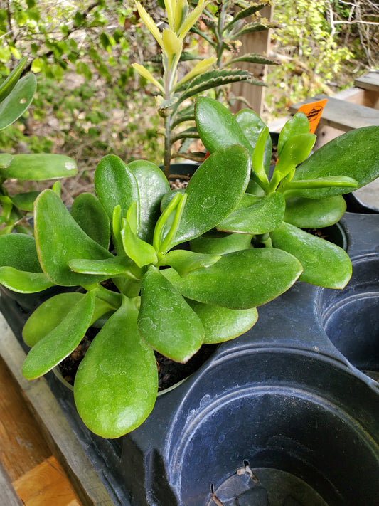 Crassula ovata --Lime Jade Plant--