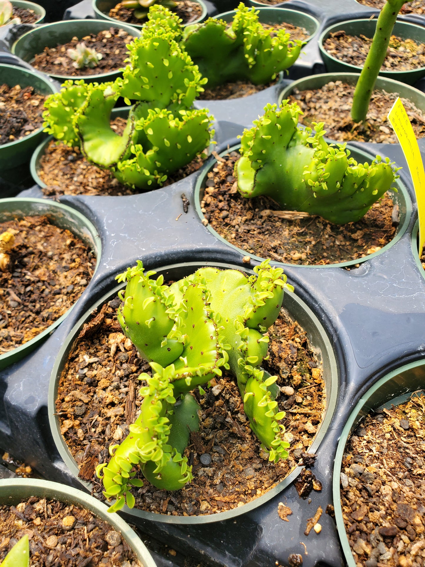 Euphorbia leucodendron 'Cristata' --Crested Cat Tail Euphorbia--