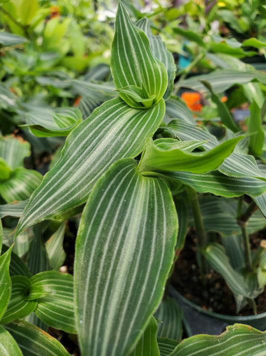 Callisia gentlei var. elegans --Striped Inch Plant--