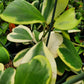 Hoya kerrii 'Variegata' --Variegated Heart-Leaf Hoya--