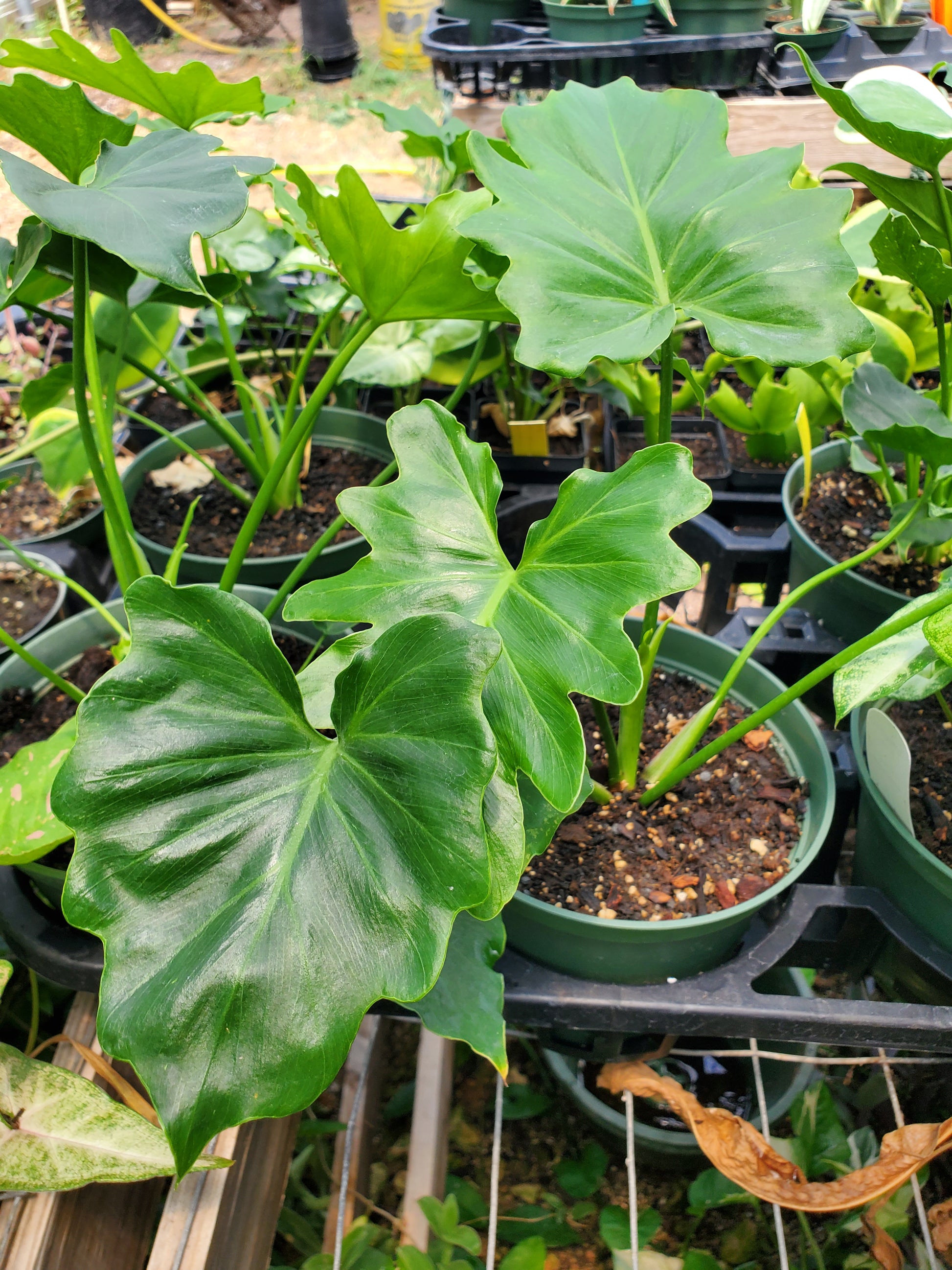 dubium philodendron Thaumatophyllum bipinnatifidum --Utopia Philodendron--