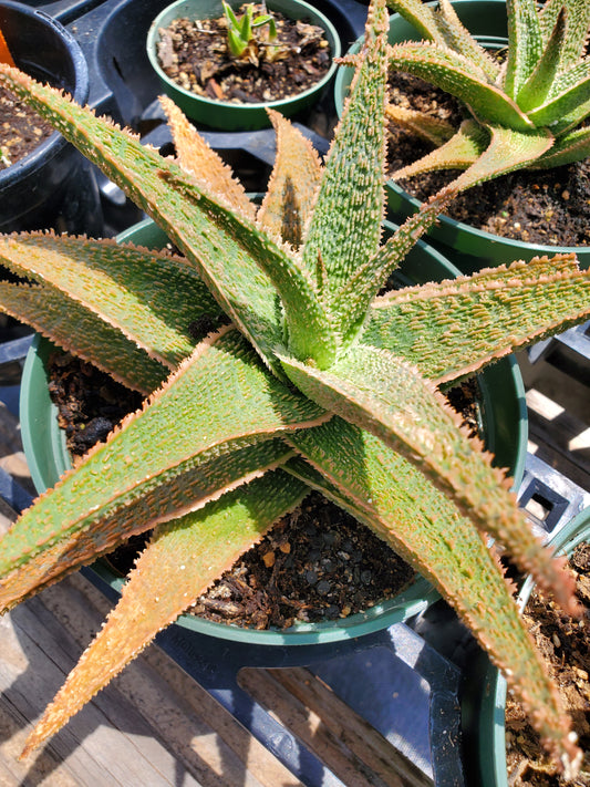 Aloe 'Vito'