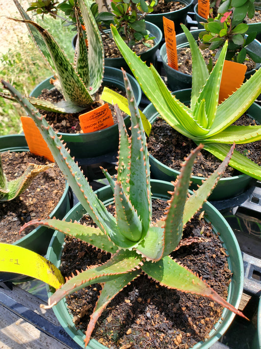 Aloe 'Jim's Hybrid'
