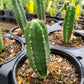 Trichocereus pachanoi 'Seed-Grown' --San Pedro Cactus--