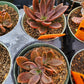 Echeveria 'Serrana'