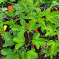 PASSIONFLOWER 'Maypop' --Passiflora incarnata--