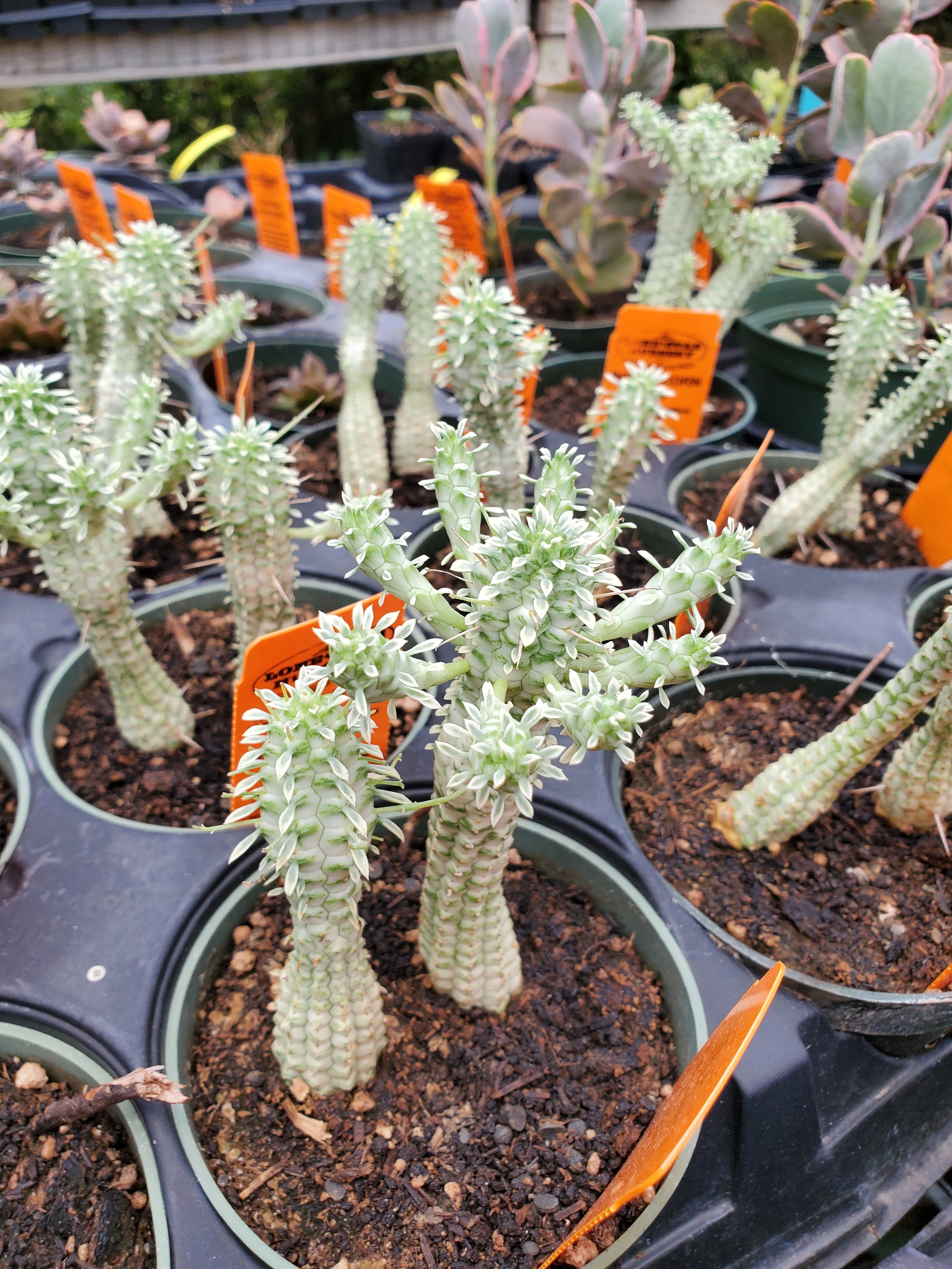 succulent corn Euphorbia mammillaris f. variegata --Indian Corn Cob--