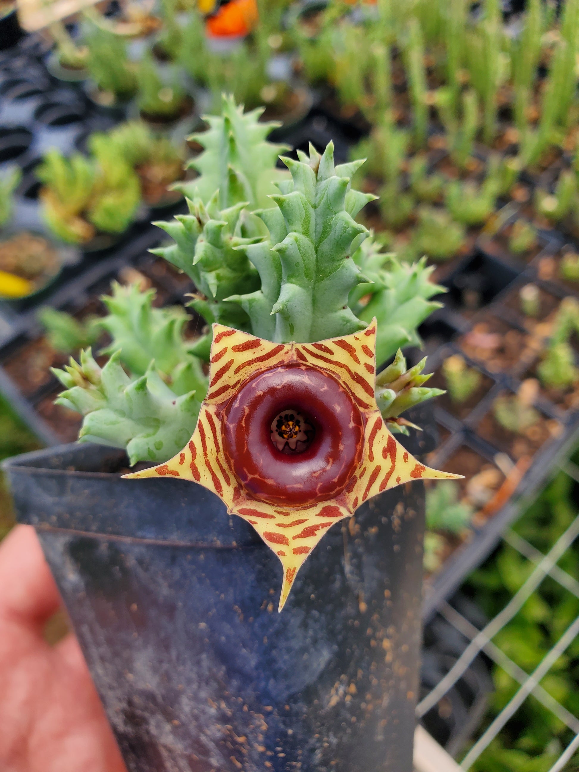 lifesaver succulent Huernia zebrina --Lifesaver Plant--