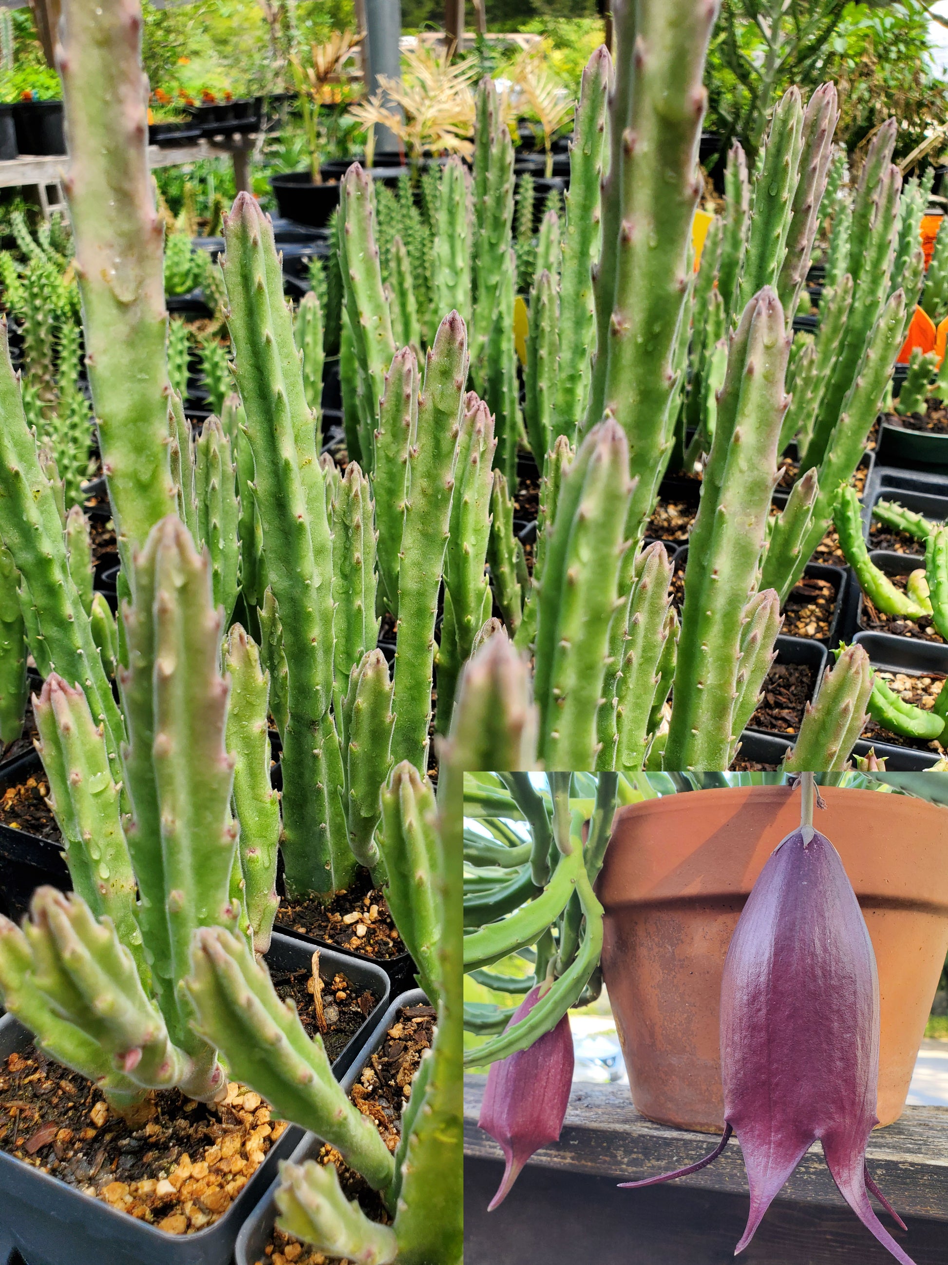 black bells succulent Stapelia leendertziae --Black Bells--