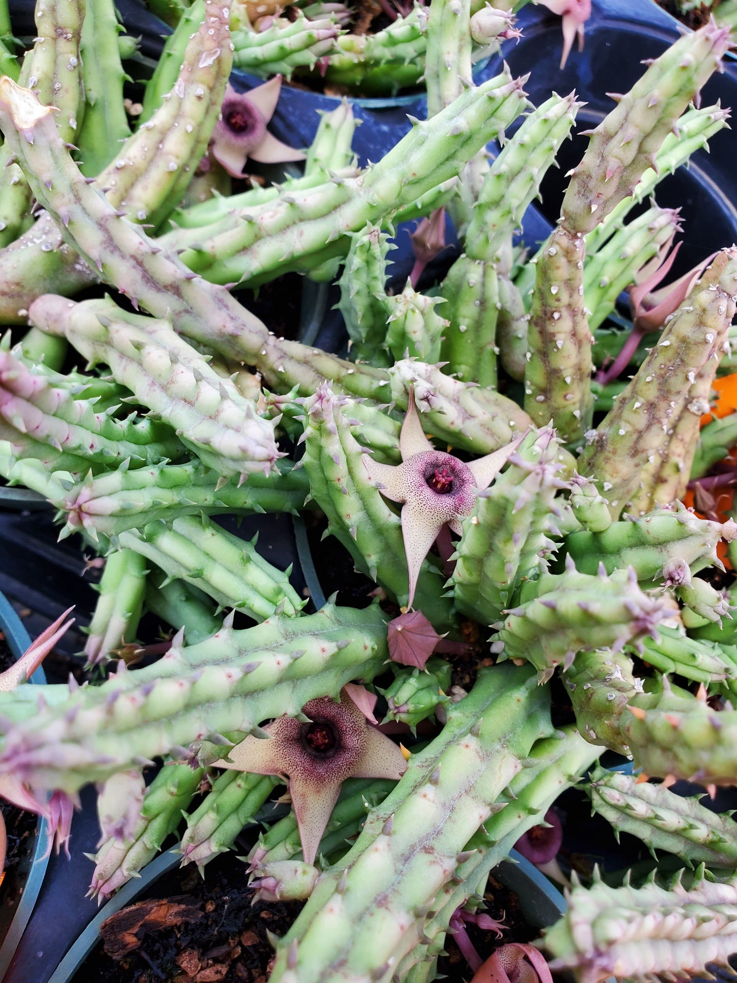 Huernia procumbens --Lifesaver plant--