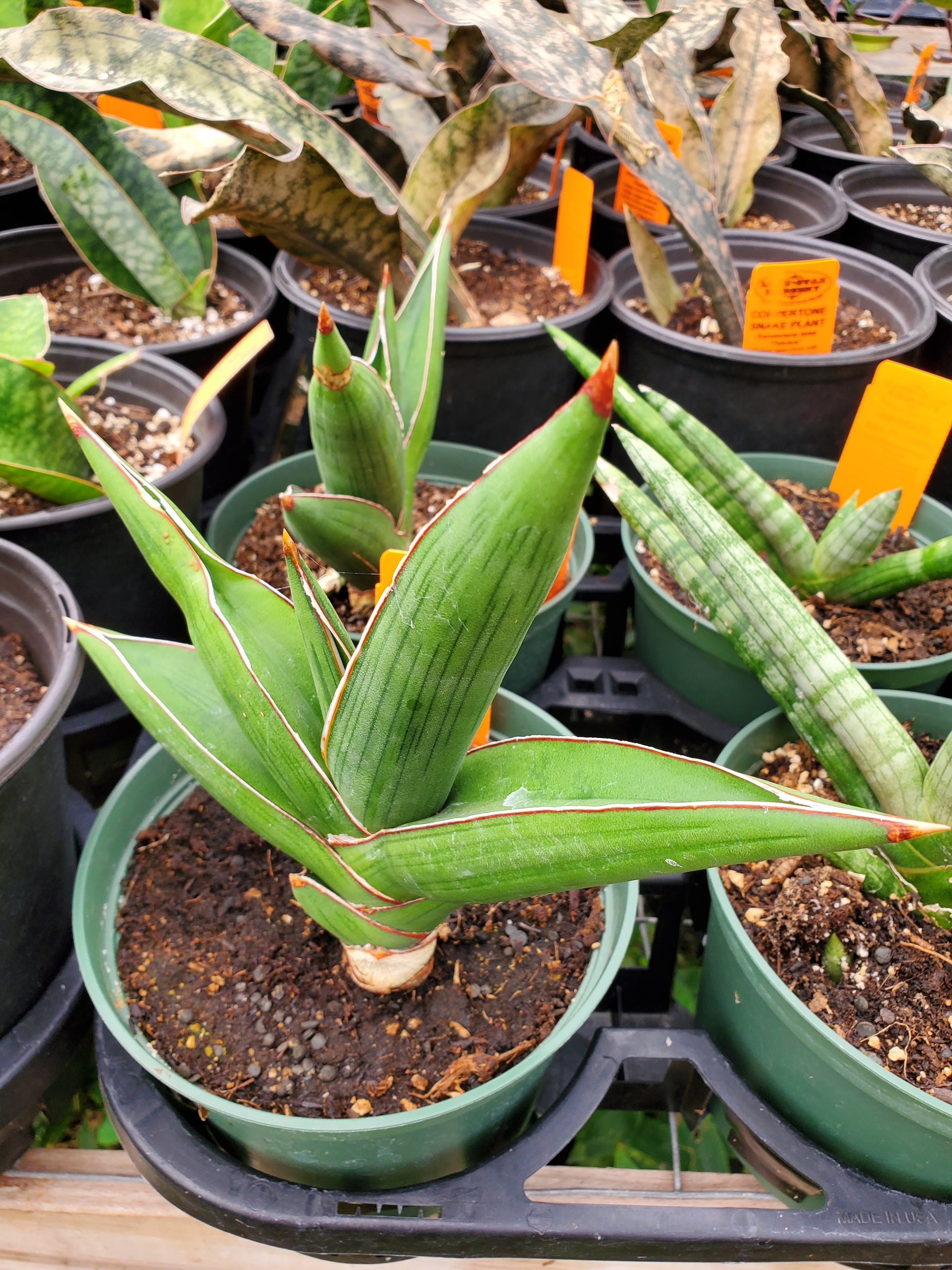 sansevieria with round leaves Sansevieria ehrenbergii --Samurai Dwarf Snake Plant--