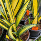Sansevieria trifasciata --Pulsar Snake Plant--