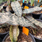 Sansevieria kirkii 'Pulchra' --Coppertone Snake Plant--
