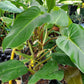 Philodendron erubescens 'Red Emerald'