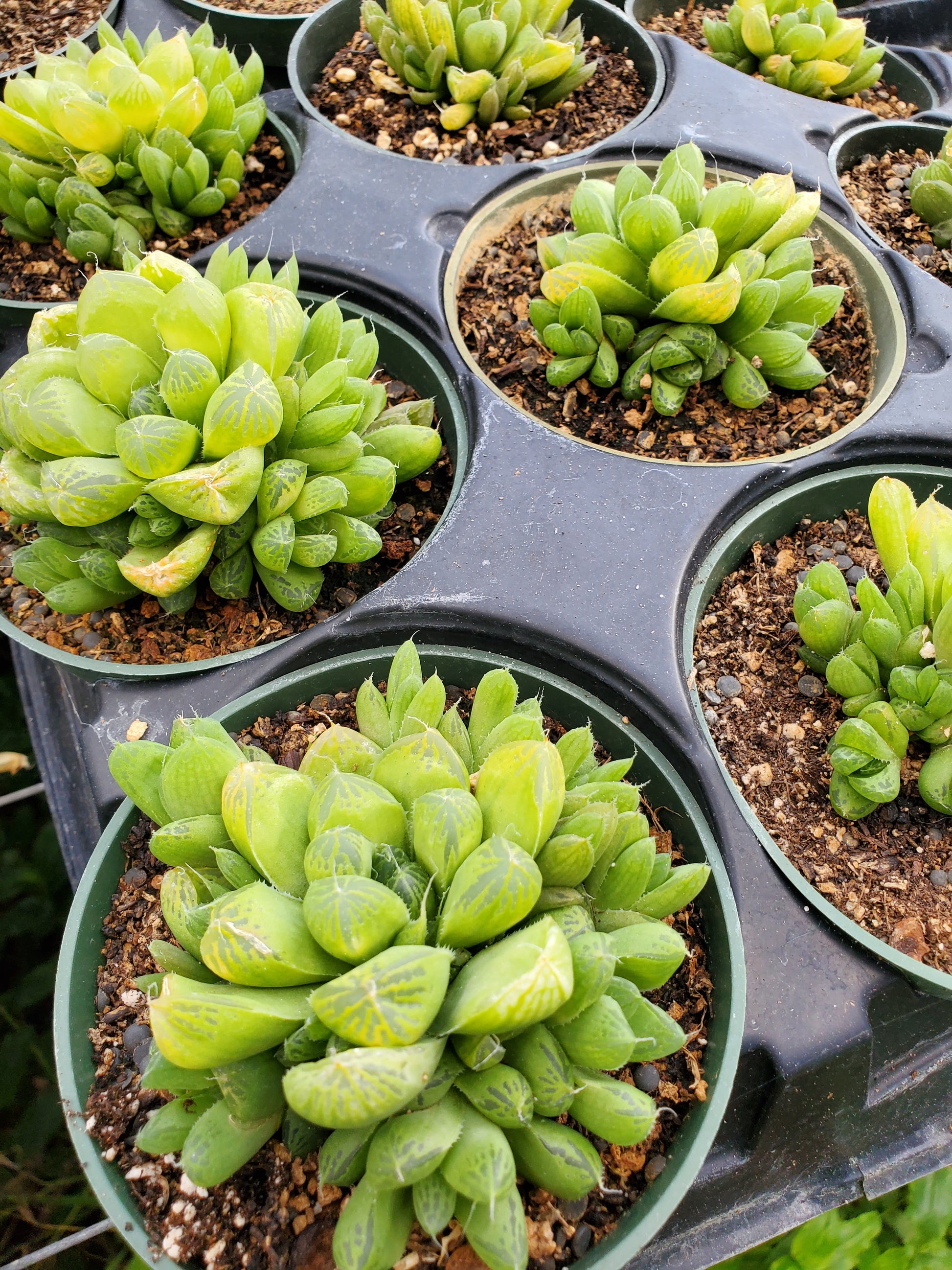 window plant succulent Haworthia x. --Green Window Haworthia--