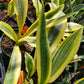Sansevieria --Yellowstone Snake Plant--