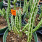 Kleinia stapeliiformis --Candle Stick/Pickle Plant--